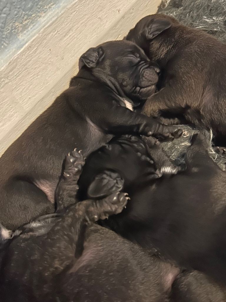 French Bulldog x Staffordshire Pups