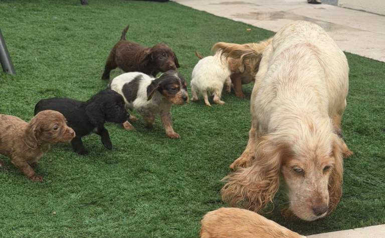 Cocker spaniel puppies 