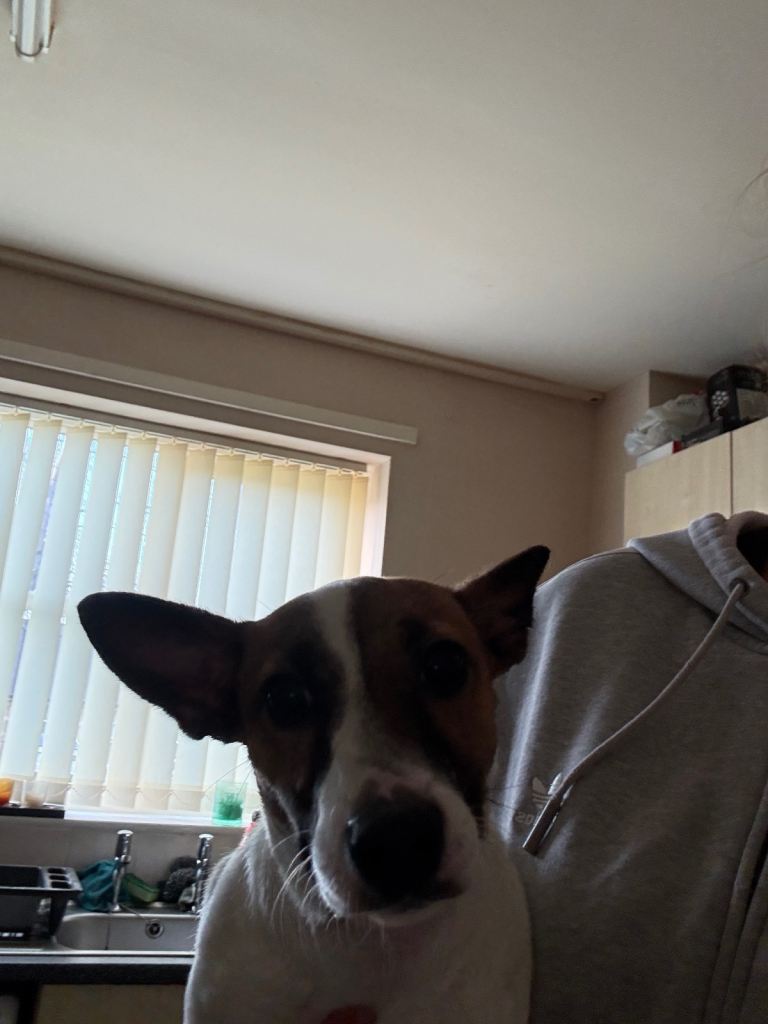 Miniature Jack Russell puppy Girl Minnie