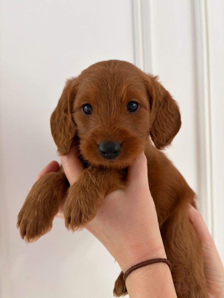 Gorgeous Fox Red Miniature F1b Labradoodle Puppies