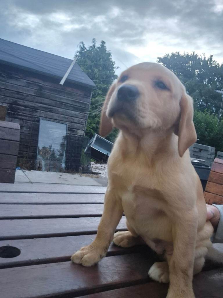 yellow labrador pups 