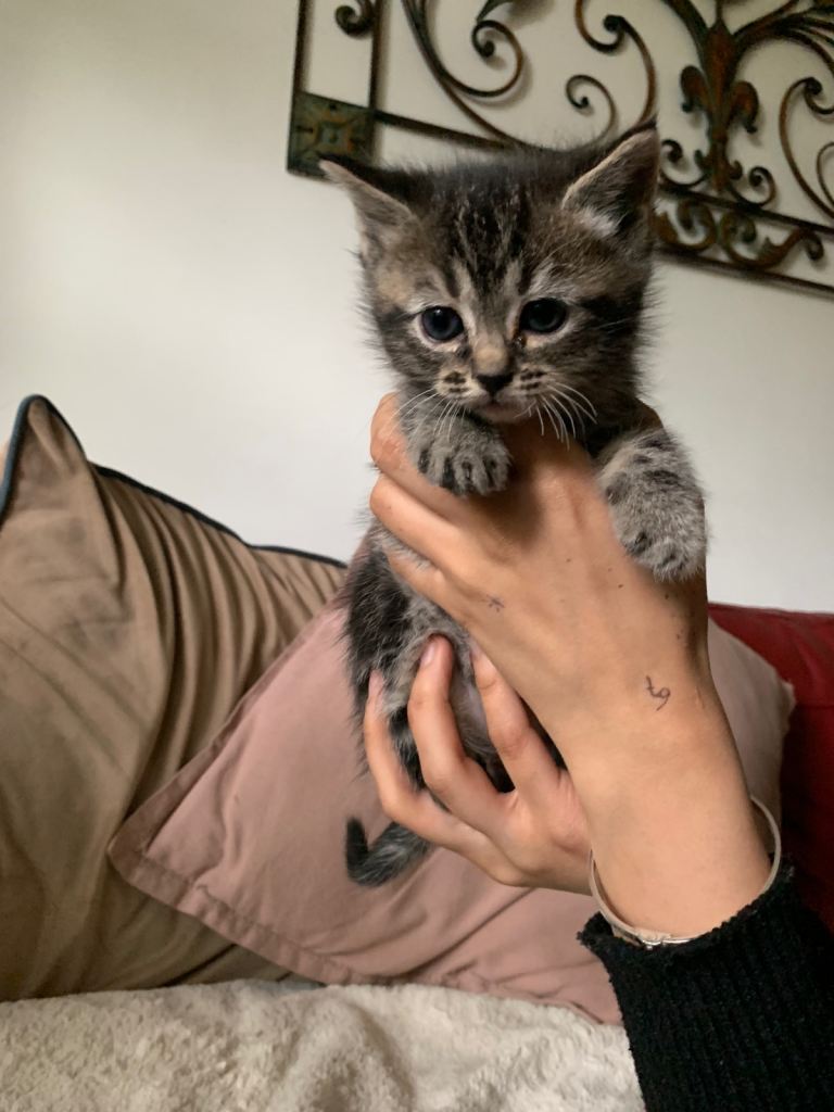 Kitten