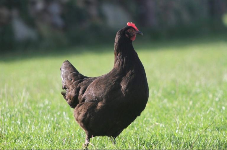 Chickens for sale 