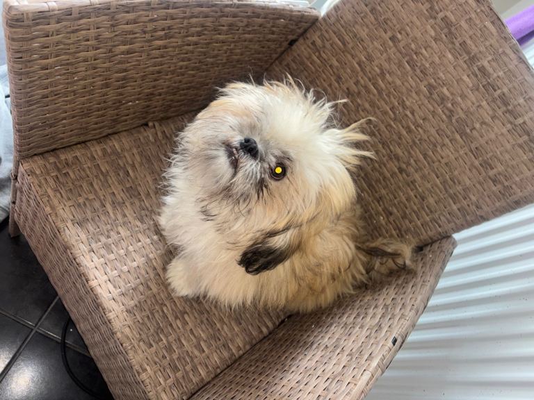 Shit zu pup