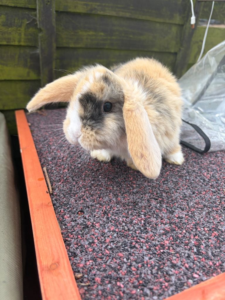 Beautiful bunnies 1 girl left 