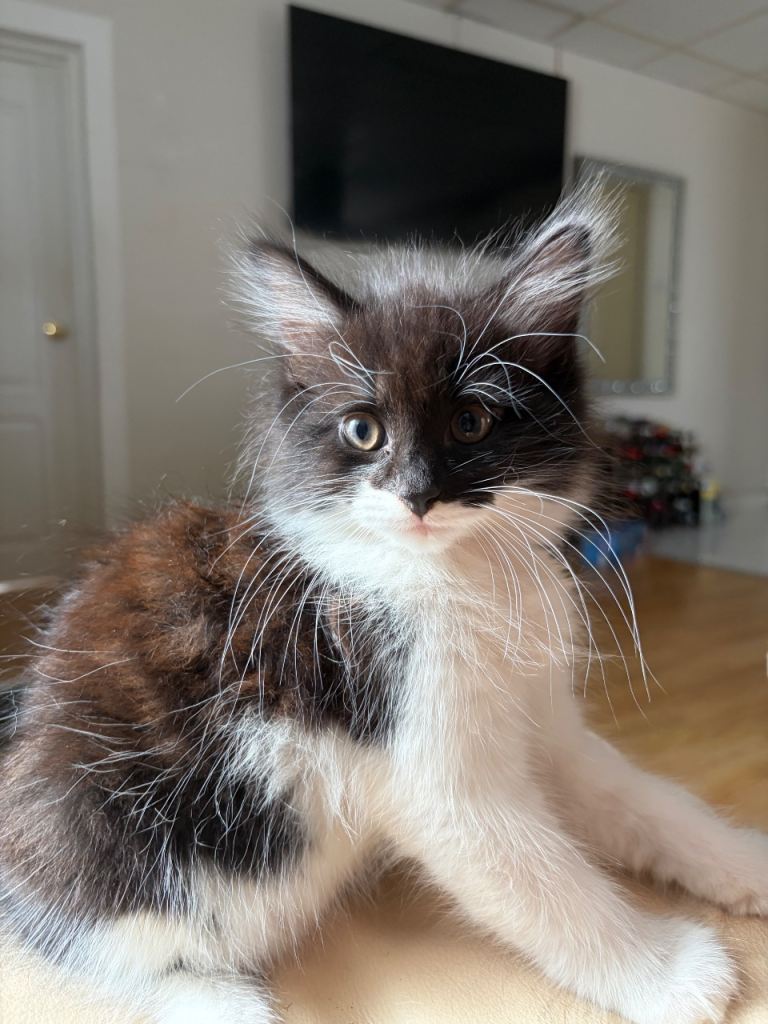 Black and white fluffy kitten 