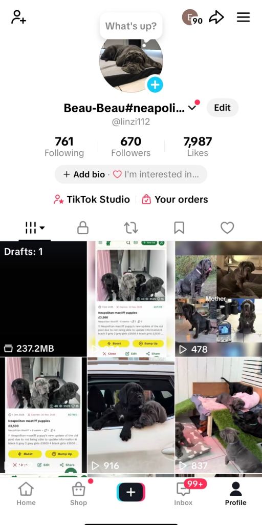 3 Neapolitan mastiff black female puppies Newcastle 