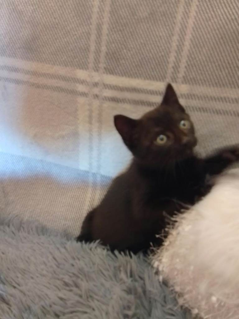 kittens 