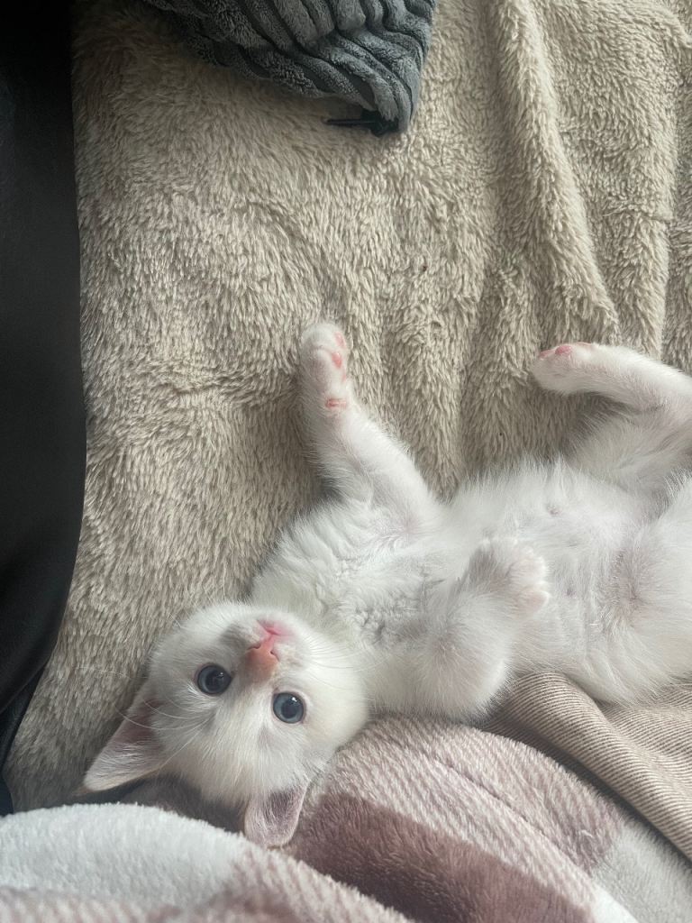 Kittens for sale 