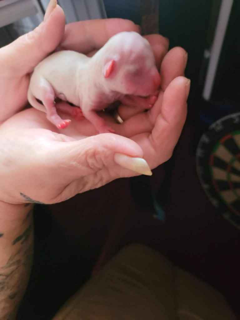 long haired chihuahua for sale