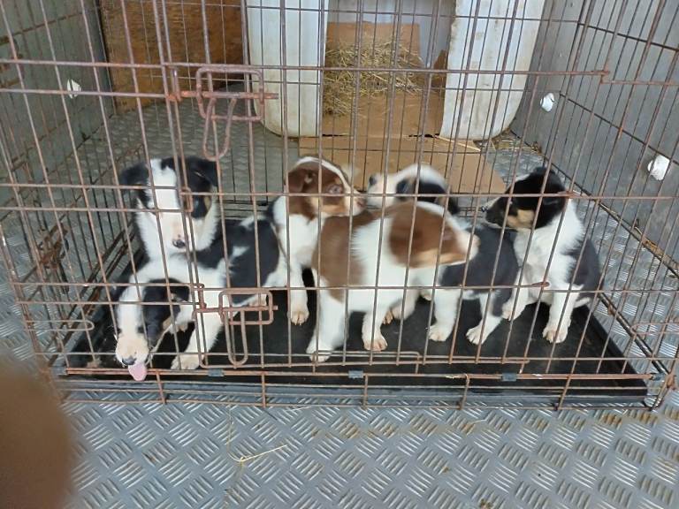 Welsh collie pups