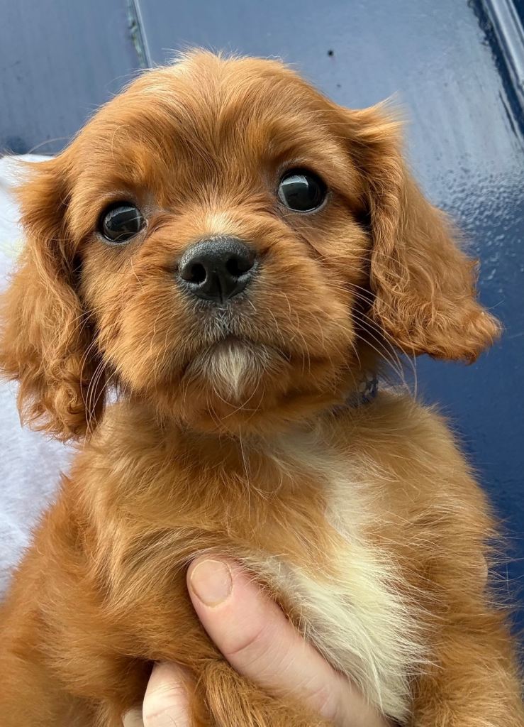 King Charles Cavalier Puppies (health tested parents)