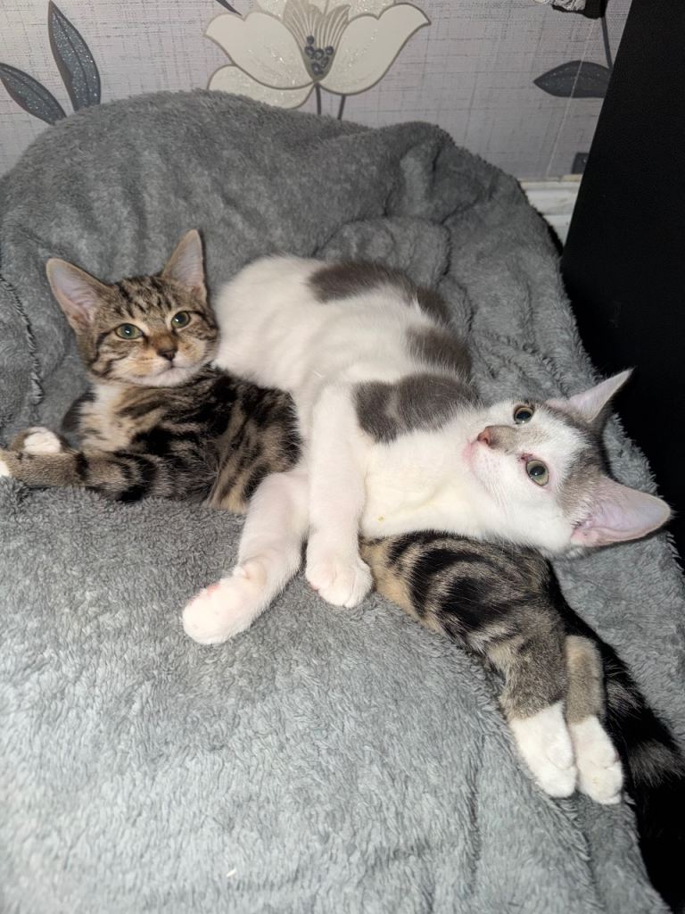 2 bengal x short hair Kittens