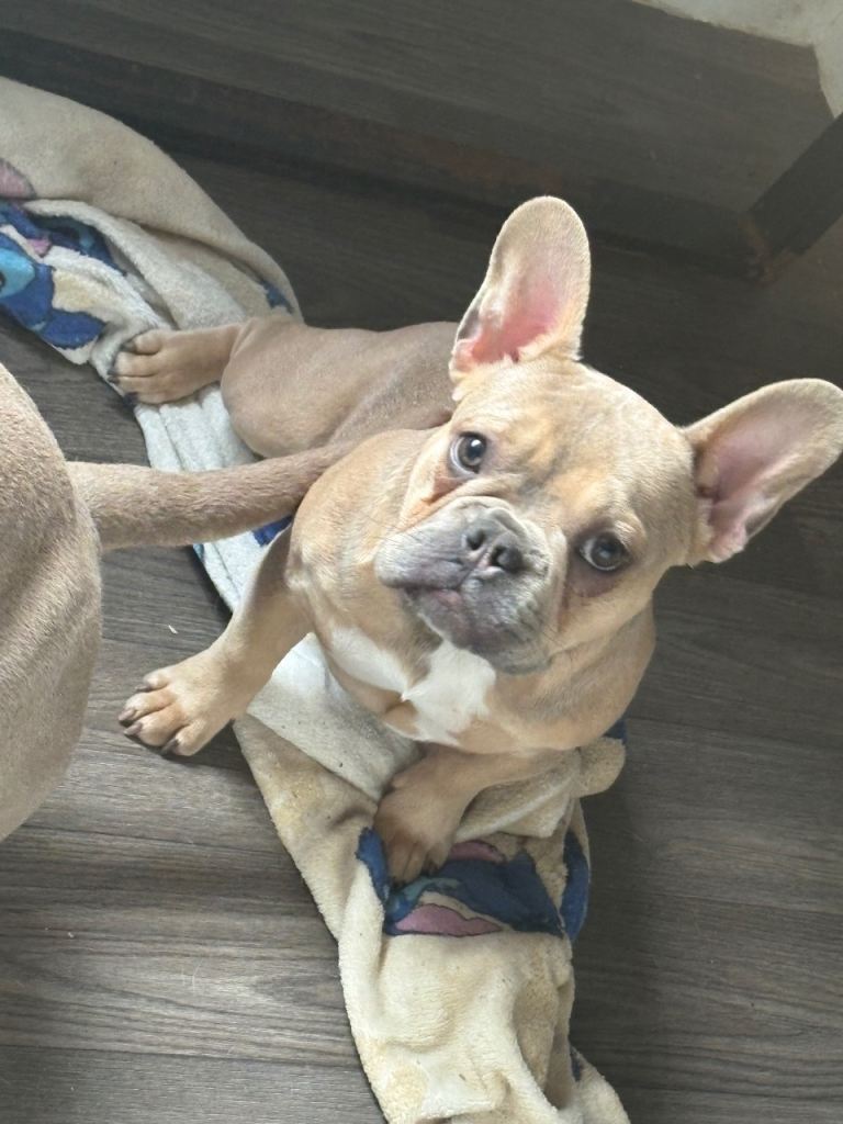 French bulldog