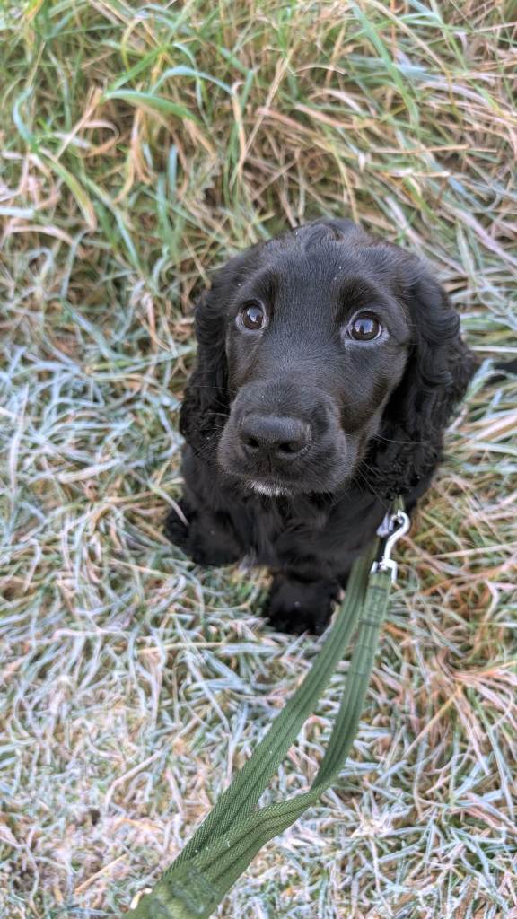 14 week old cocker spaniel 