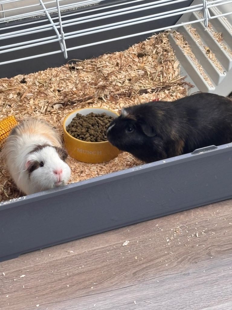 Guinea pigs need a loving home