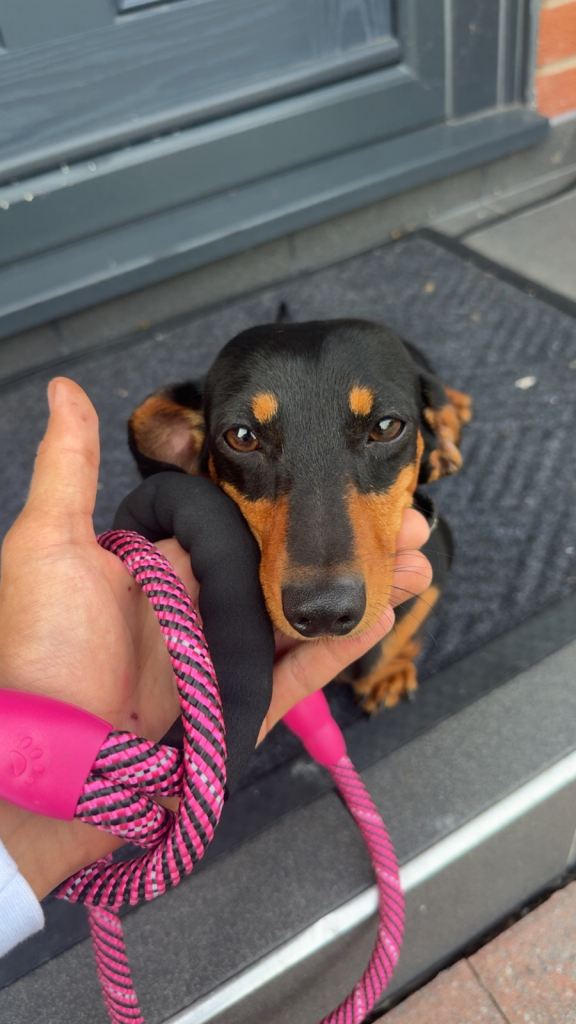 Female Dachshund 18-month🐾