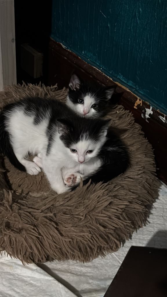 Kittens
