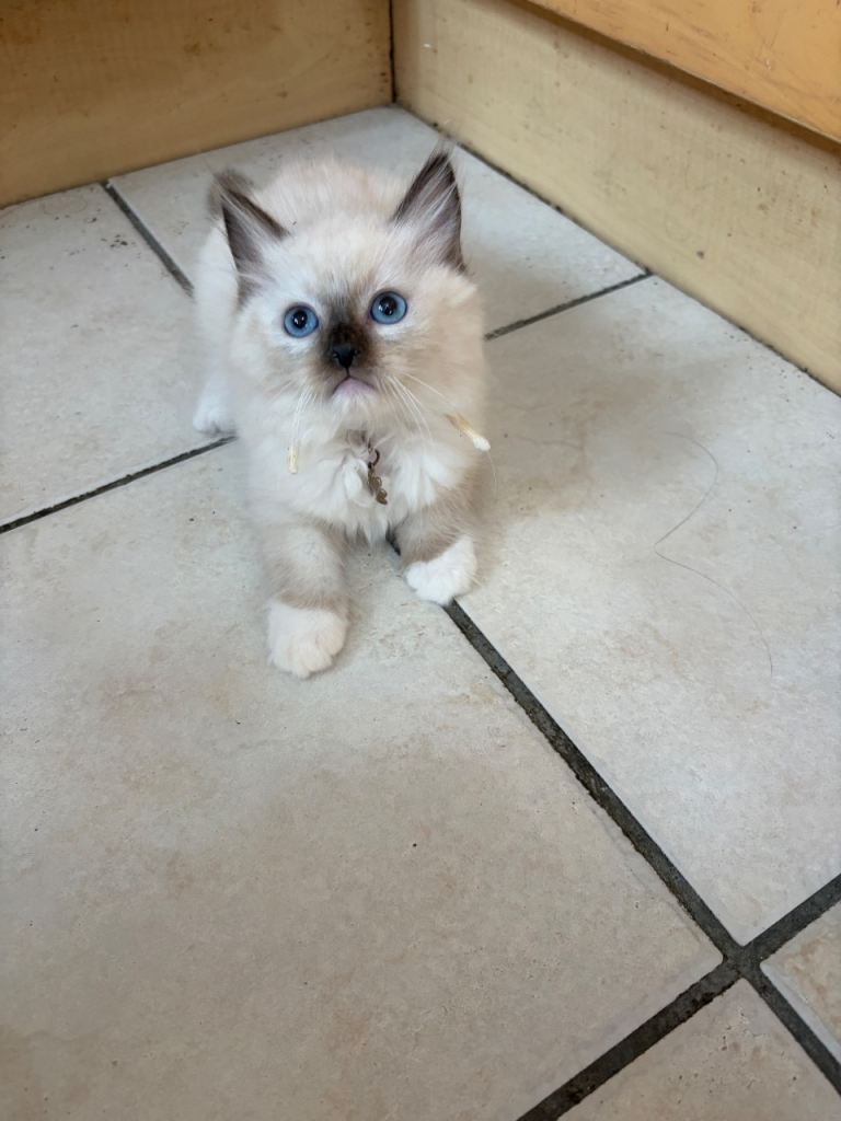 Ragdoll kitten