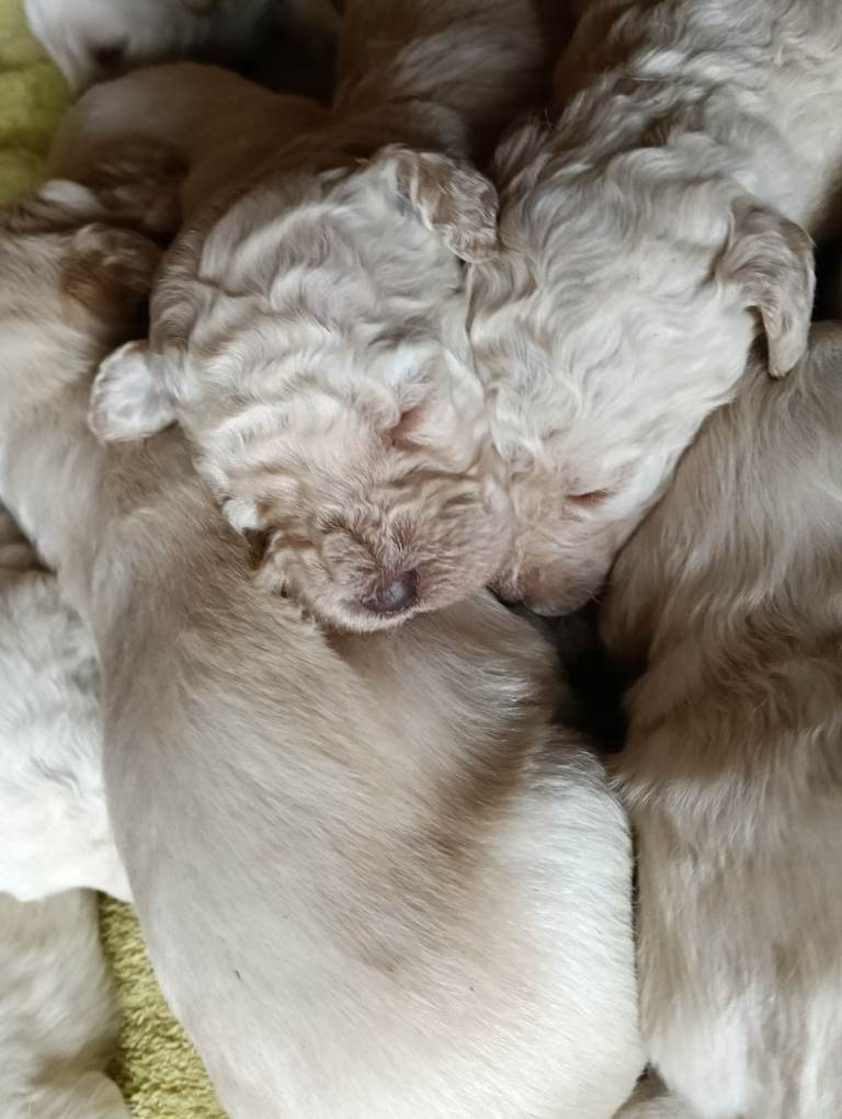 Labradoodle puppies 