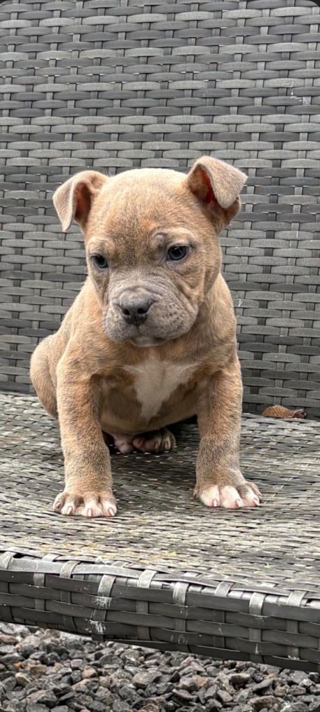 old english bulldog cross staffordshire bull terrier 