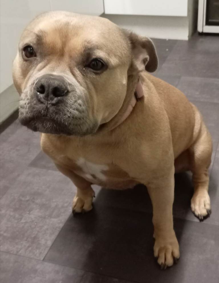 3 year old pocket x staffy