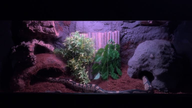 Custom made Vivariums🦎🌿Read description