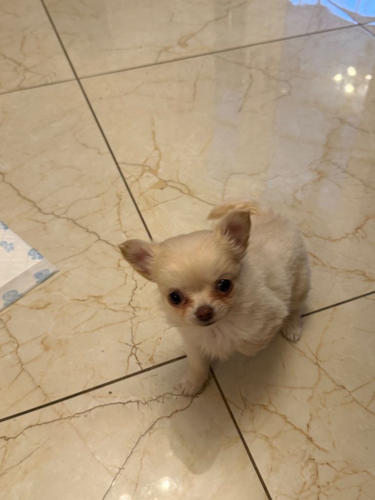 Tiny chihuahua female