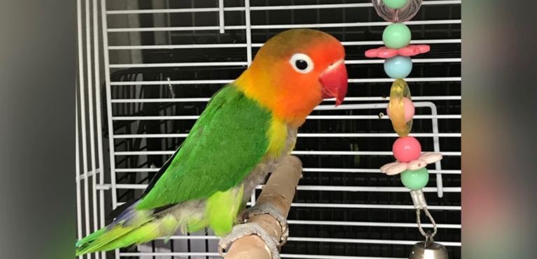 Cage with b-I-r-d-s