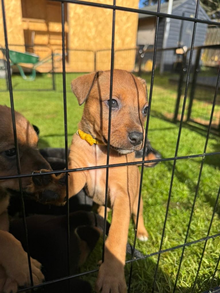 1 PUP LEFT — Staffy X Rottweiler Puppies 