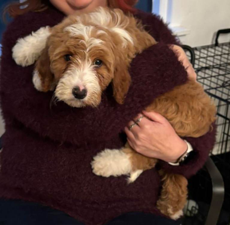 Australian Labradoodles for Sale