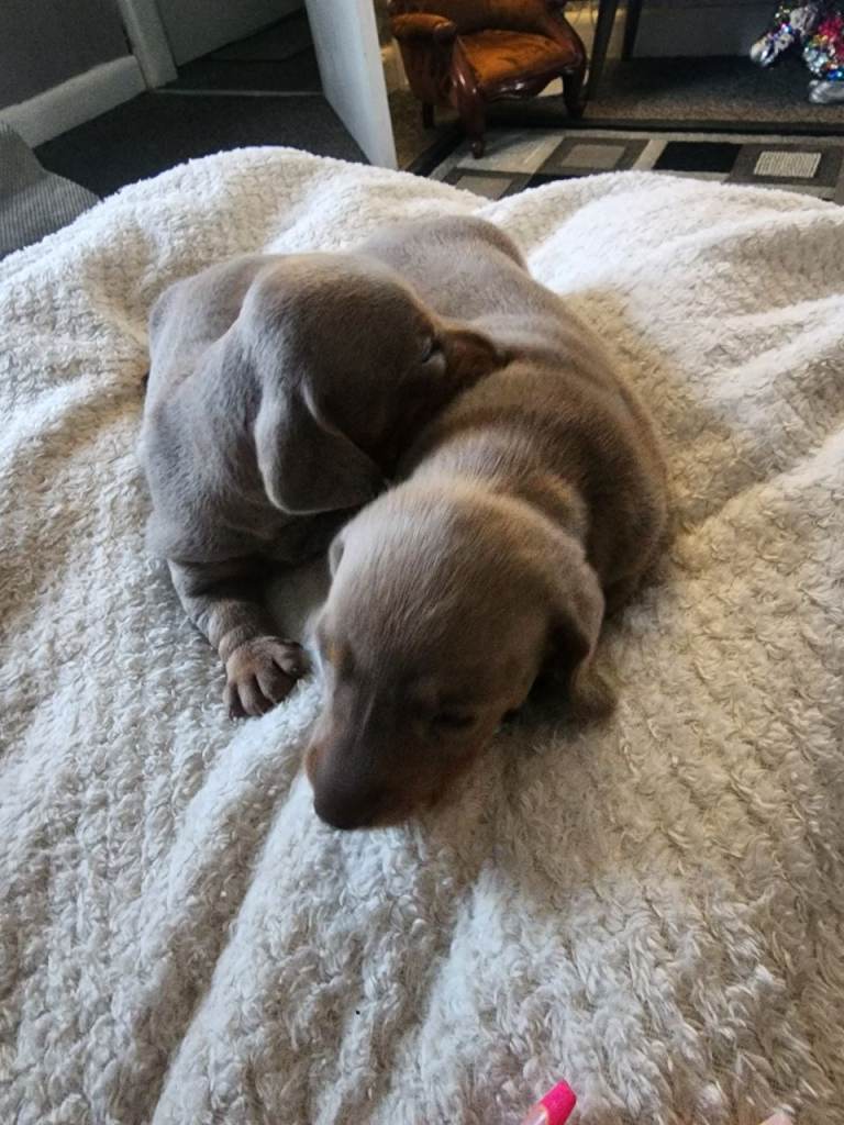 Dachshund 