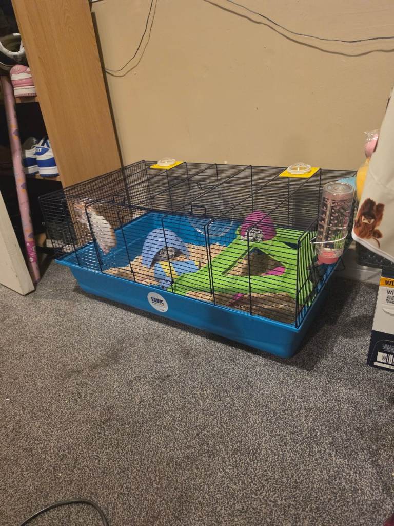 11 week old female hamster 