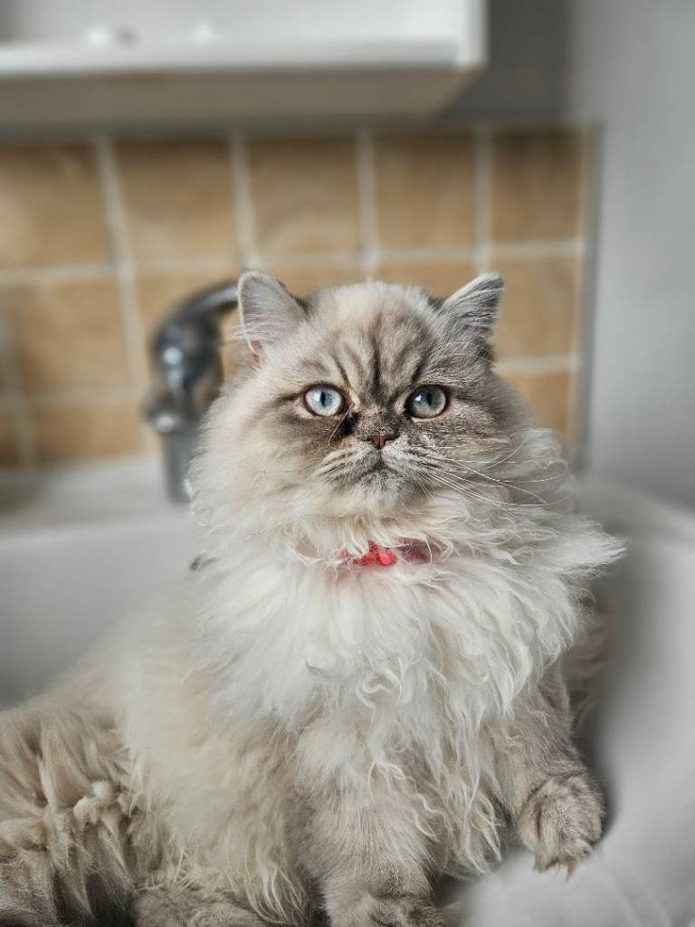 Blue Point Persian Female 8 Months