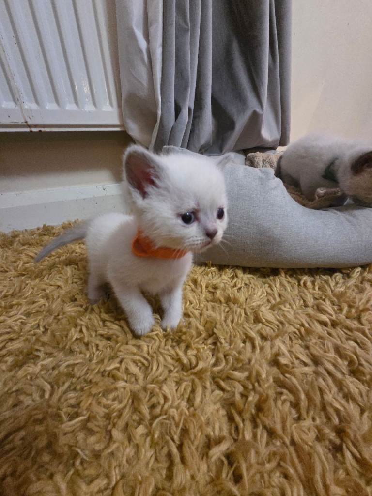 Colour point kittens 