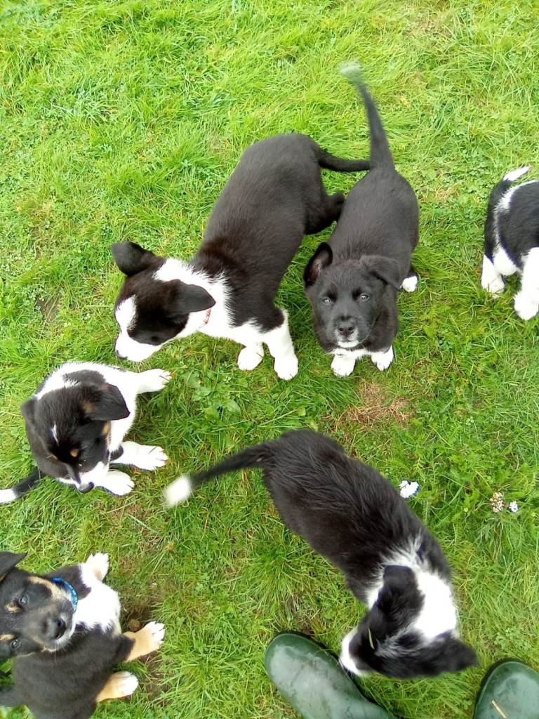 Border Collie Puppies