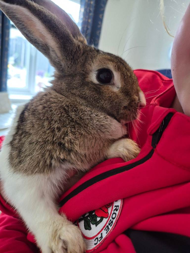 Rabbit with Cage