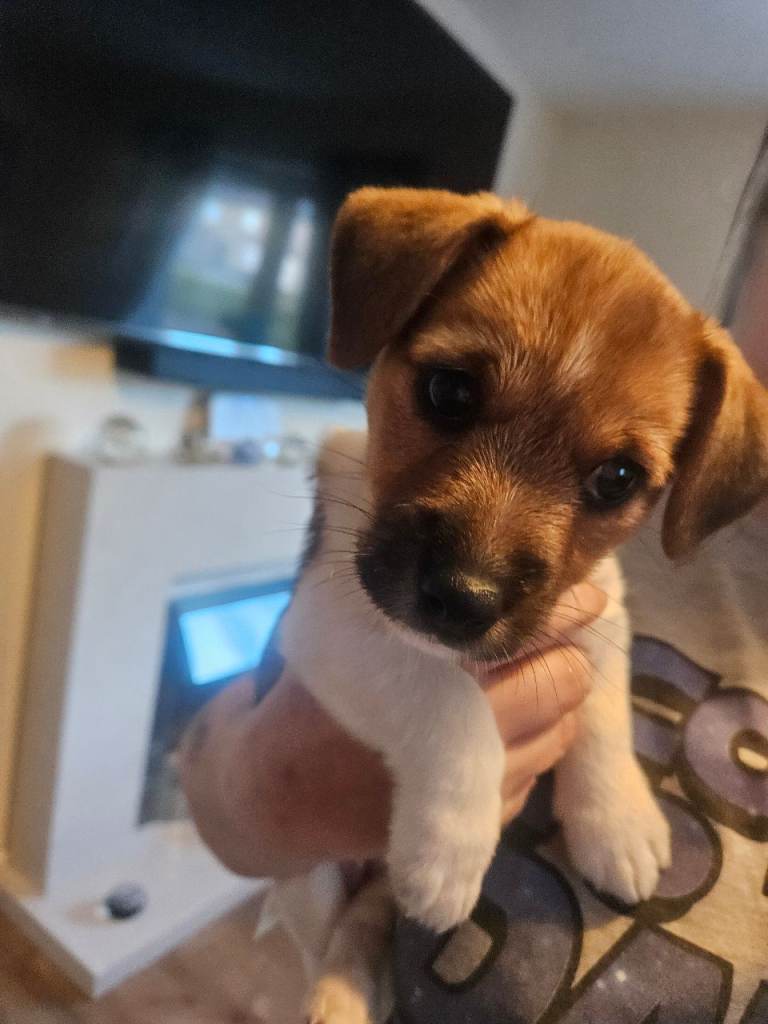 Jack russell 