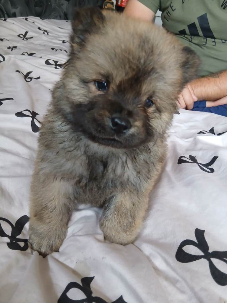 🐾 7 KC Registered Chow Chow Puppies — Black & blue-Fawn 🐾  