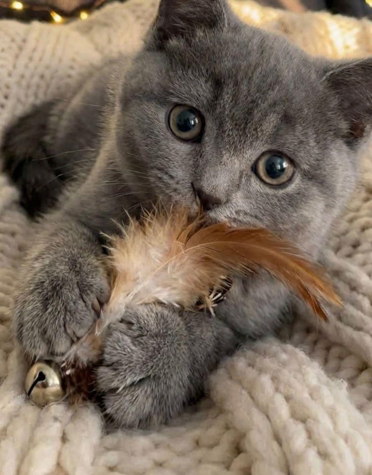 British shorthair kitten for sale