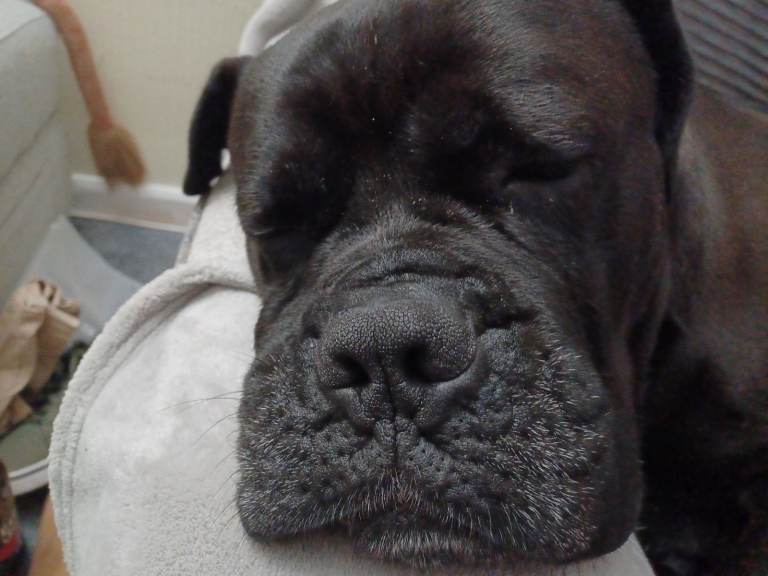 Cane Corso