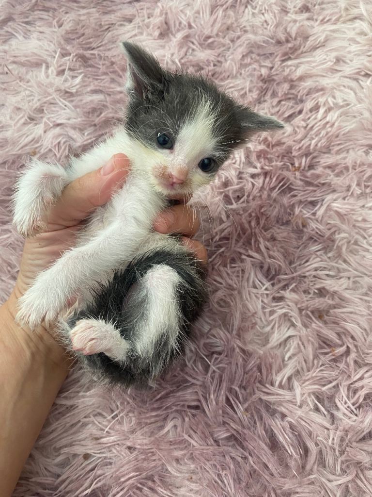 2 beautiful kittens looking for new homes