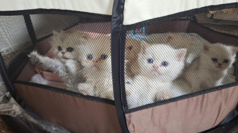 5 Kittens left Pedigree Persian kitten 