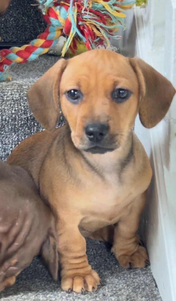 Dachshund Cross Puppies