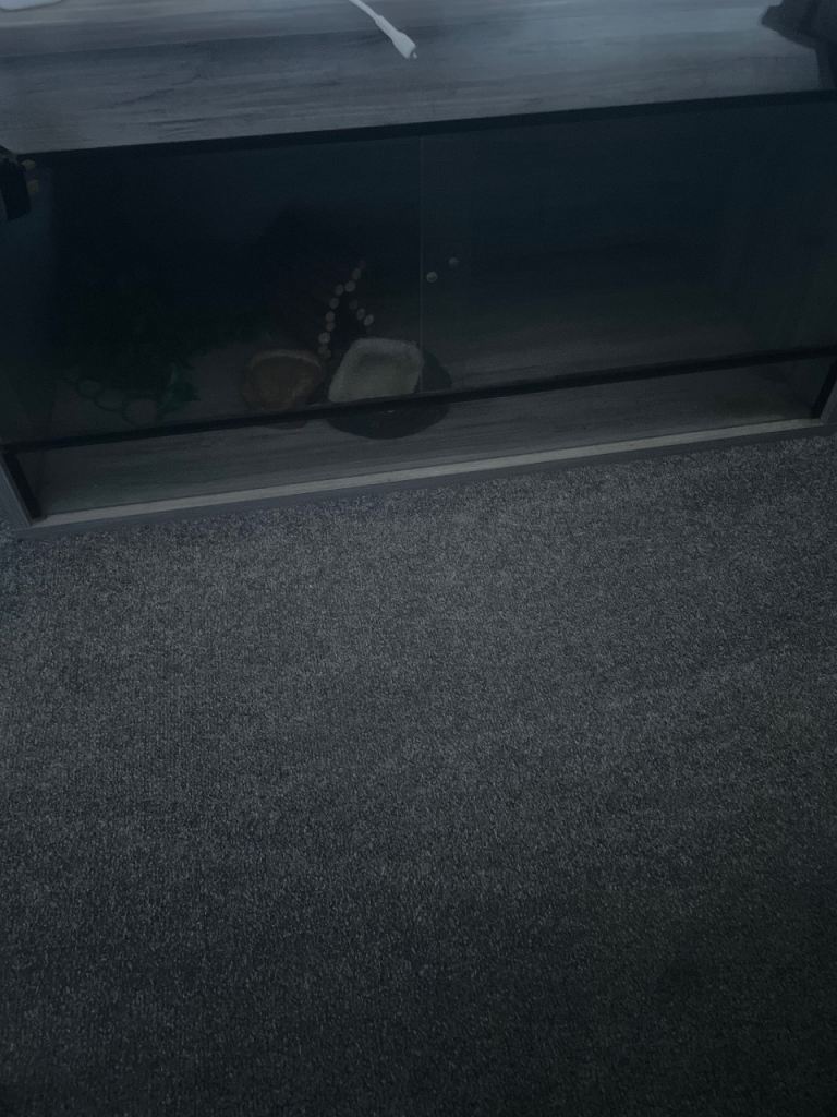 Tortoise set up vivarium 