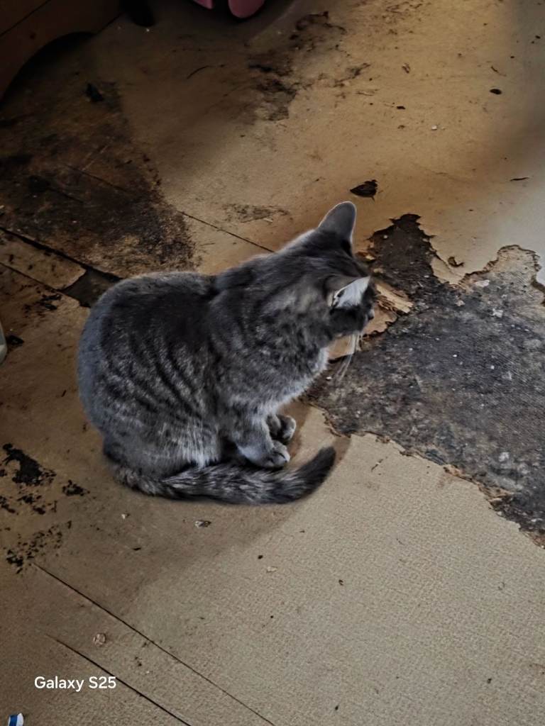 Urgent Cats for rehoming asap