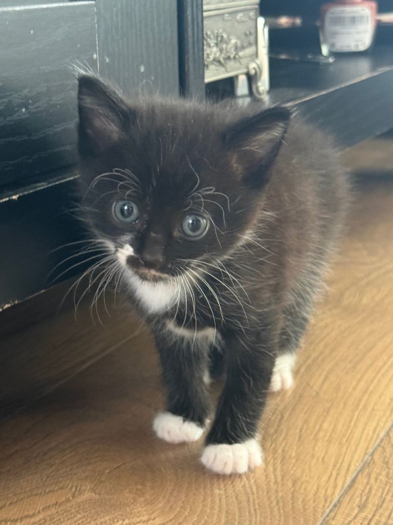 Kitten 