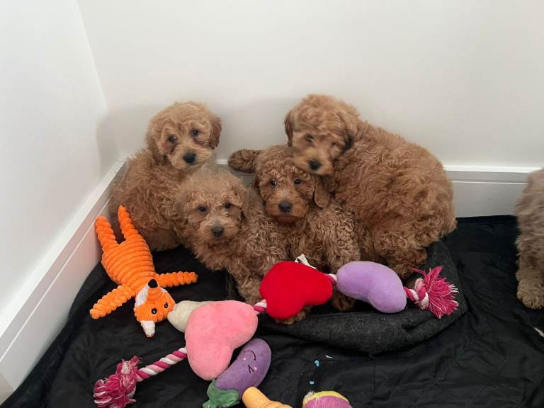 Adorable Cavapoo Puppies Looking for Loving Homes