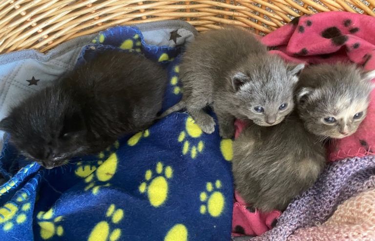 Gorgeous part ragdoll kittens all girls 
