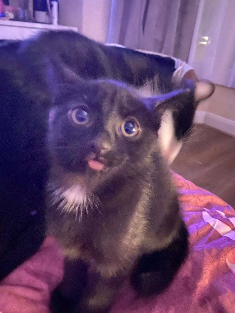 Cute kittens